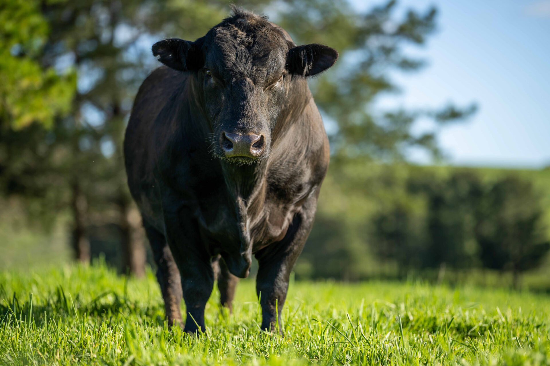 Close up of Stud Beef bulls, cows and calves grazing on grass in a field